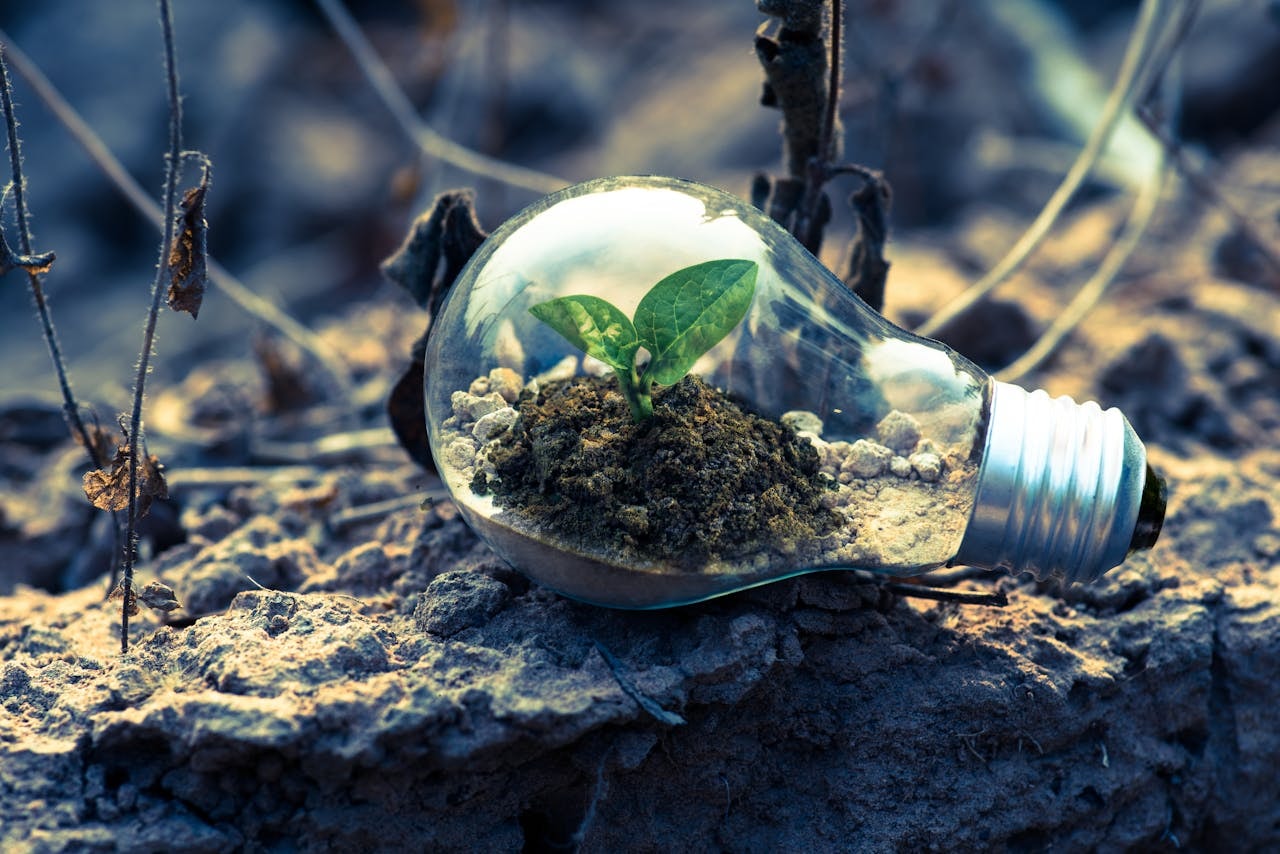 Eco-Friendly Digital Presence